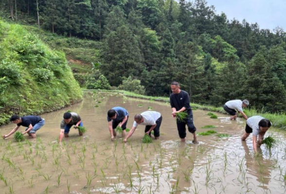 一条求助视频引来上百人进山插秧