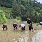 一条求助视频引来上百人进山插秧