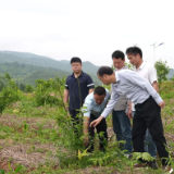 省政协工作队:荒山披绿 清泉润民 连片振兴绘新篇