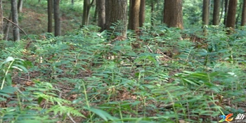 多花黄精·源起新化 | 大熊山林场  黄精铺就生态致富路