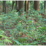 多花黄精·源起新化 | 大熊山林场 黄精铺就生态致富路