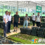 多花黄精·源起新化 | 校地携手 开启黄精时代 ——浙江农林大学与新化县深化战略合作助推新化迈向百亿产业