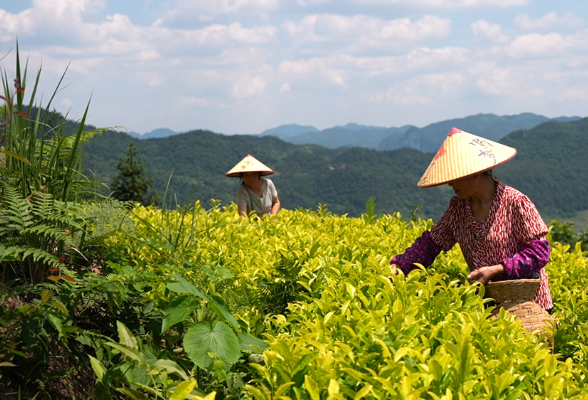 乡村振兴 | 吉庆镇宋家岭村 荒山变茶山 农旅促振兴