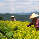 乡村振兴 | 吉庆镇宋家岭村 荒山变茶山 农旅促振兴