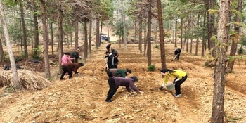 多花黄精·源起新化 | 从深山“土疙瘩”变身致富“金疙瘩”——新化黄精产业崛起正当时