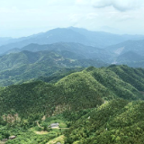 深耕林下黄精产业 绿山变身富民“金山” ——新化县古台山国有林场探索生态与产业双赢新路径