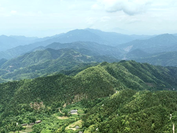深耕林下黄精产业 绿山变身富民“金山” ——新化县古台山国有林场探索生态与产业双赢新路径