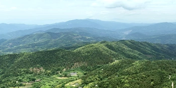 深耕林下黄精产业 绿山变身富民“金山” ——新化县古台山国有林场探索生态与产业双赢新路径