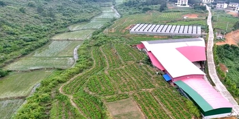 深耕黄精特色产业 赋能乡村增收  ——湖南棣园生态农业打造中药材全产业链助农致富