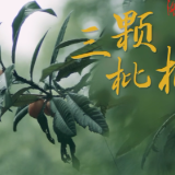 新闻微电影|《三颗枇杷》