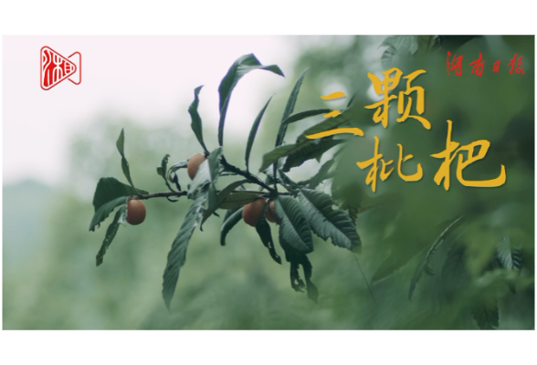 新闻微电影｜《三颗枇杷》