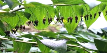 多花黄精·源起新化 | 新化县领导到科头乡考察黄精产业基地 推动精深加工提质增效