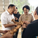 杨韶红调研第六届林下生态黄精产业发展研讨筹备工作