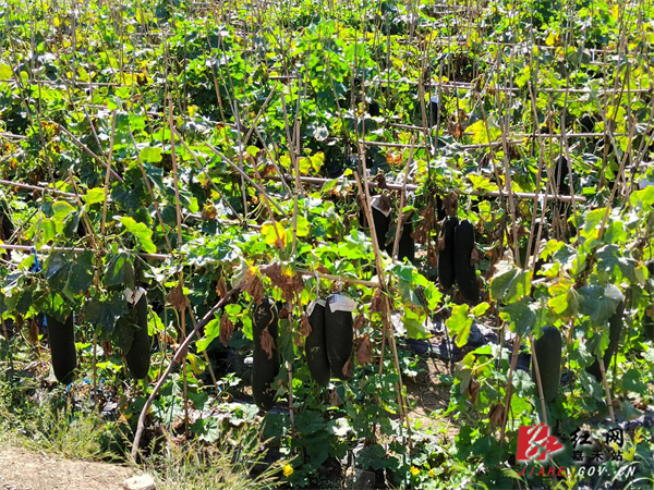 坦坪镇瑶冲村青皮冬瓜种植基地.jpg