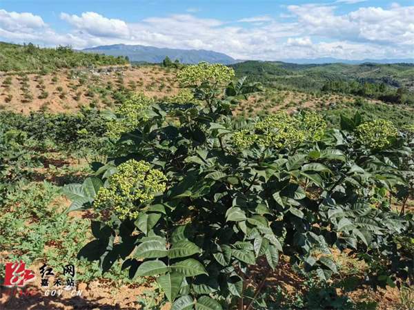 已经挂果的吴茱萸.jpg