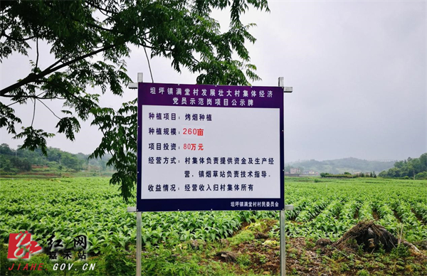 图为满堂村集体烤烟种植基地.jpg