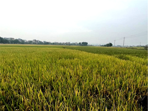 坦坪满堂村杂交水稻长势喜人.jpg