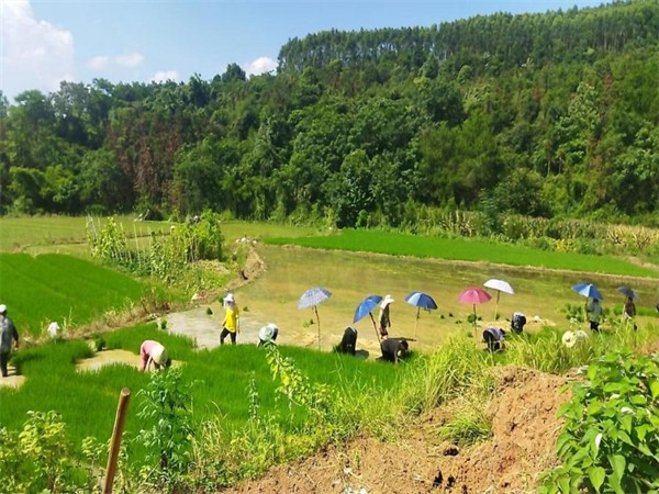 坦坪满堂村村民在田间种植杂交水稻.jpg