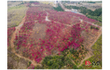 嘉禾：樱花盛放游人醉 踏春赏花正当时