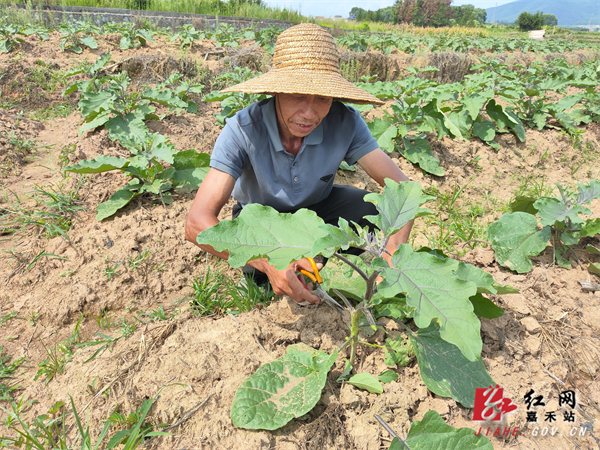 晋屏村民正在修剪茄子树枝叶.jpg 晋屏村民正在修剪茄子树枝叶.jpg