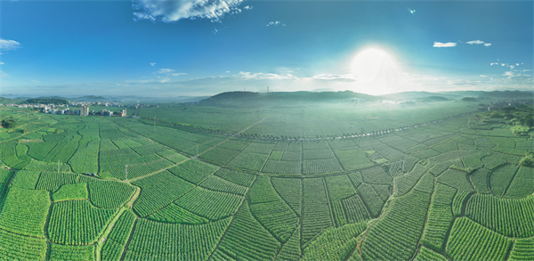 2、寿竹洞烟区晨韵------作者李建红 (1).jpg