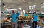 嘉禾县石桥镇：烟叶飘香奏响丰收歌
