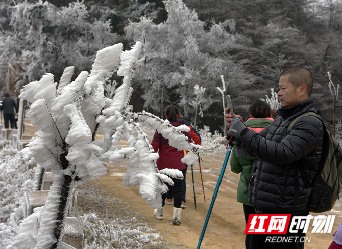 游客在琼枝玉树前留影_副本.jpg