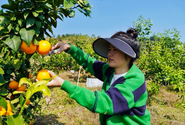 新邵：果冻橙“甜蜜丰收” 采摘尝鲜正当时