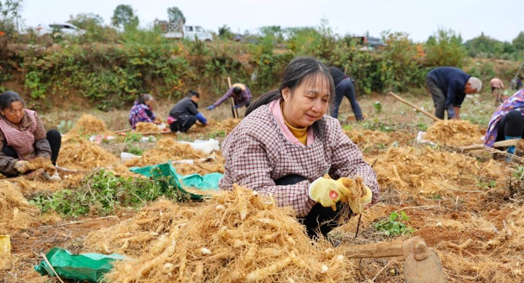 新邵：2万亩玉竹喜获丰收