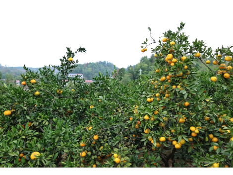 新邵石庙村：柑橘丰收产业旺 乡村振兴动力足