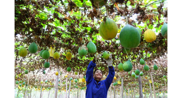 新邵：小瓜蒌结出“振兴果”