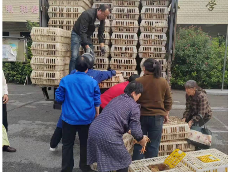 潭溪镇光明村：养鸡兴产激活内生动力 庭院经济铺就振兴之路