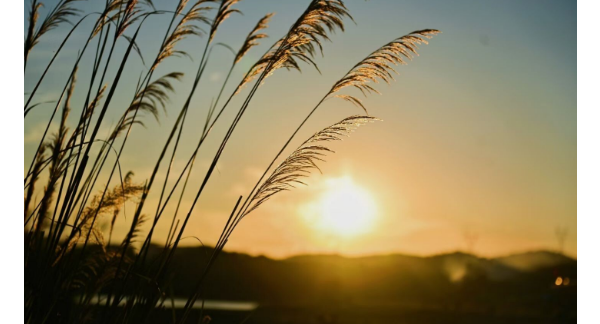 王家坪秋韵：藏在霞光里的温柔馈赠