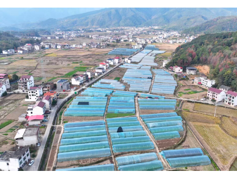 新邵：蔬菜大棚绿意浓 奏响冬日“增收曲”