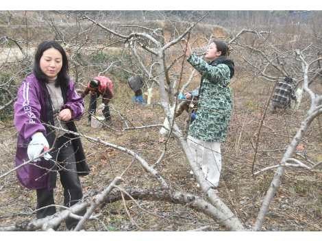 新邵：冬季桃园管护忙