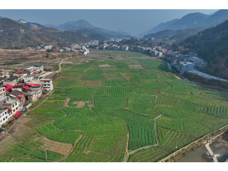 新邵：加强冬季田间管理 助力油菜安全越冬