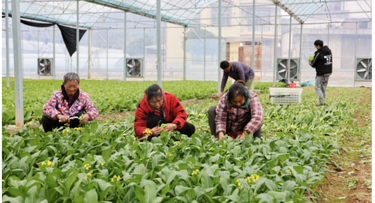 湖南新邵：大棚绿意浓 “蔬”写好“钱”景