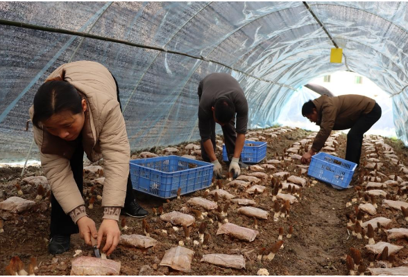 新邵县：“小菌伞”撑开乡村振兴新图景