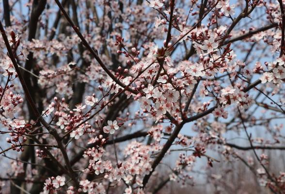 新邵：北岛半湾双花竞放织就春日盛景