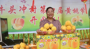 太芝庙镇牛头冲村：百亩高山黄桃丰产上市