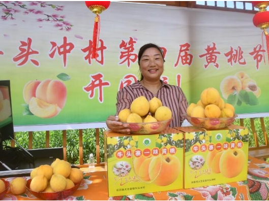 太芝庙镇牛头冲村：百亩高山黄桃丰产上市