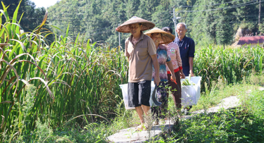 新邵茭白产销两旺 “订单农业”助力乡村振兴