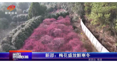 新邵：梅花盛放醉寒冬