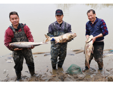 【新春走基层】新邵湾里村：小年干塘庆丰收 生态鲜鱼俏乡邻