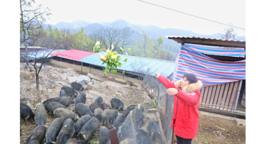 新邵：生态散养藏香猪 蹚出增收“新路子”