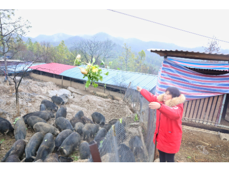 新邵：生态散养藏香猪 蹚出增收“新路子”