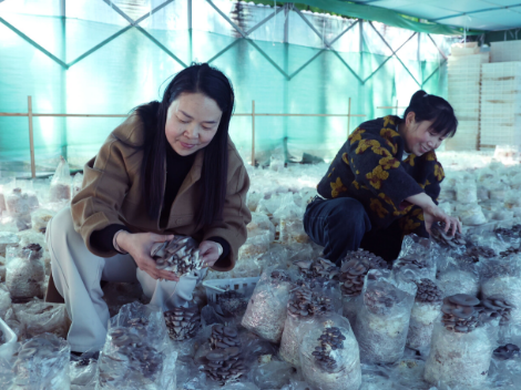 湖南新邵：小平菇铺开富民路 点绿成金惠民生