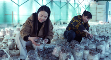 湖南新邵：小平菇铺开富民路 点绿成金惠民生