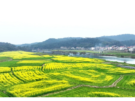 春染新邵千畴绿 油菜花开万里金