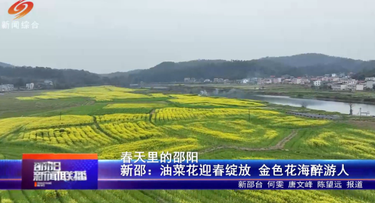 春天里的邵阳 新邵：油菜花迎春绽放 金色花海醉游人